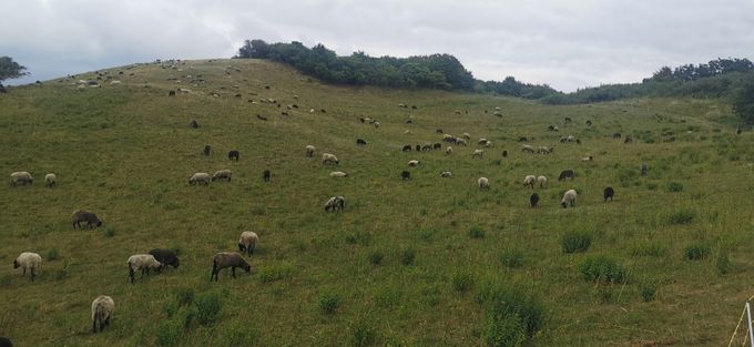 Schafsherde auf den Zickerschen Bergen
