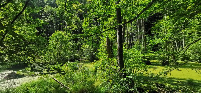 Wald nahe Herthasee - Nationalpark Jasmund