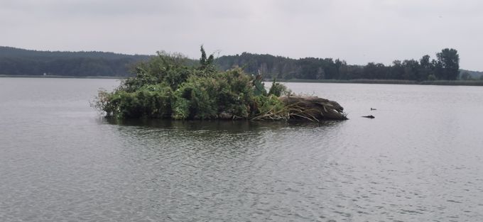 Enten Insel im Kölpinsee bei Loddin